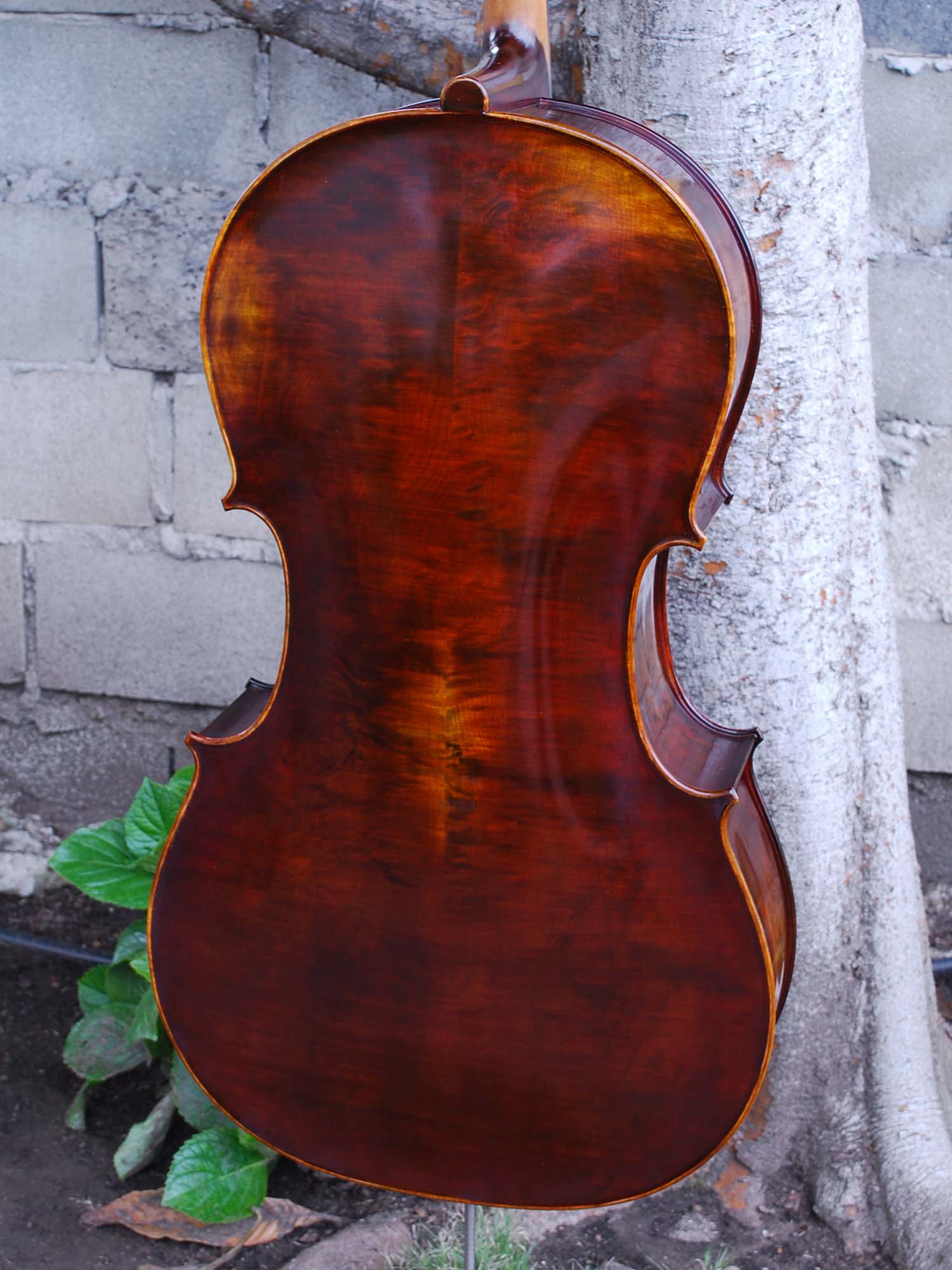 Angel Taylor model 220 7/8 Cello (A)