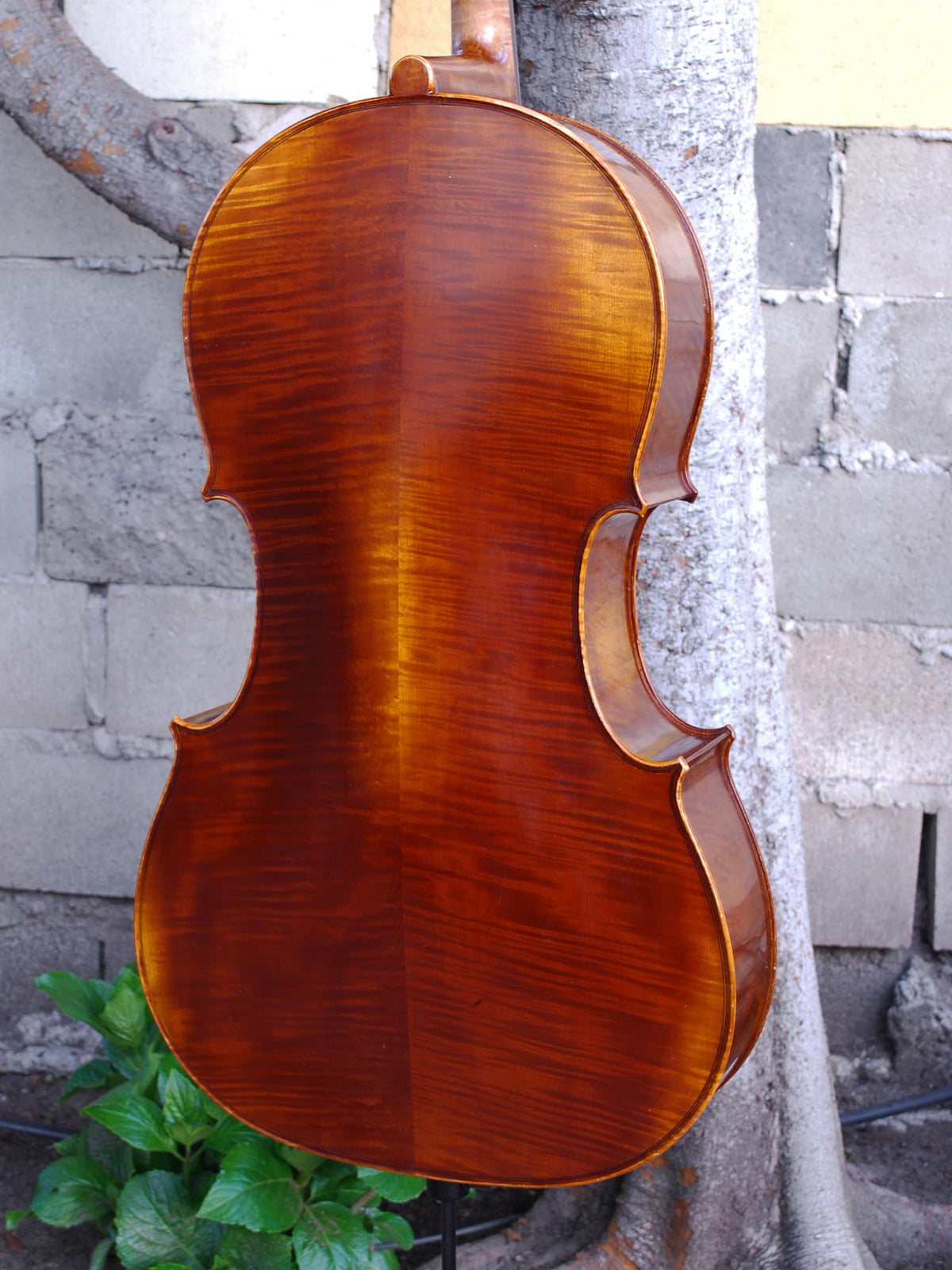 Scott Cao STC600 -  3/4 Cello Used