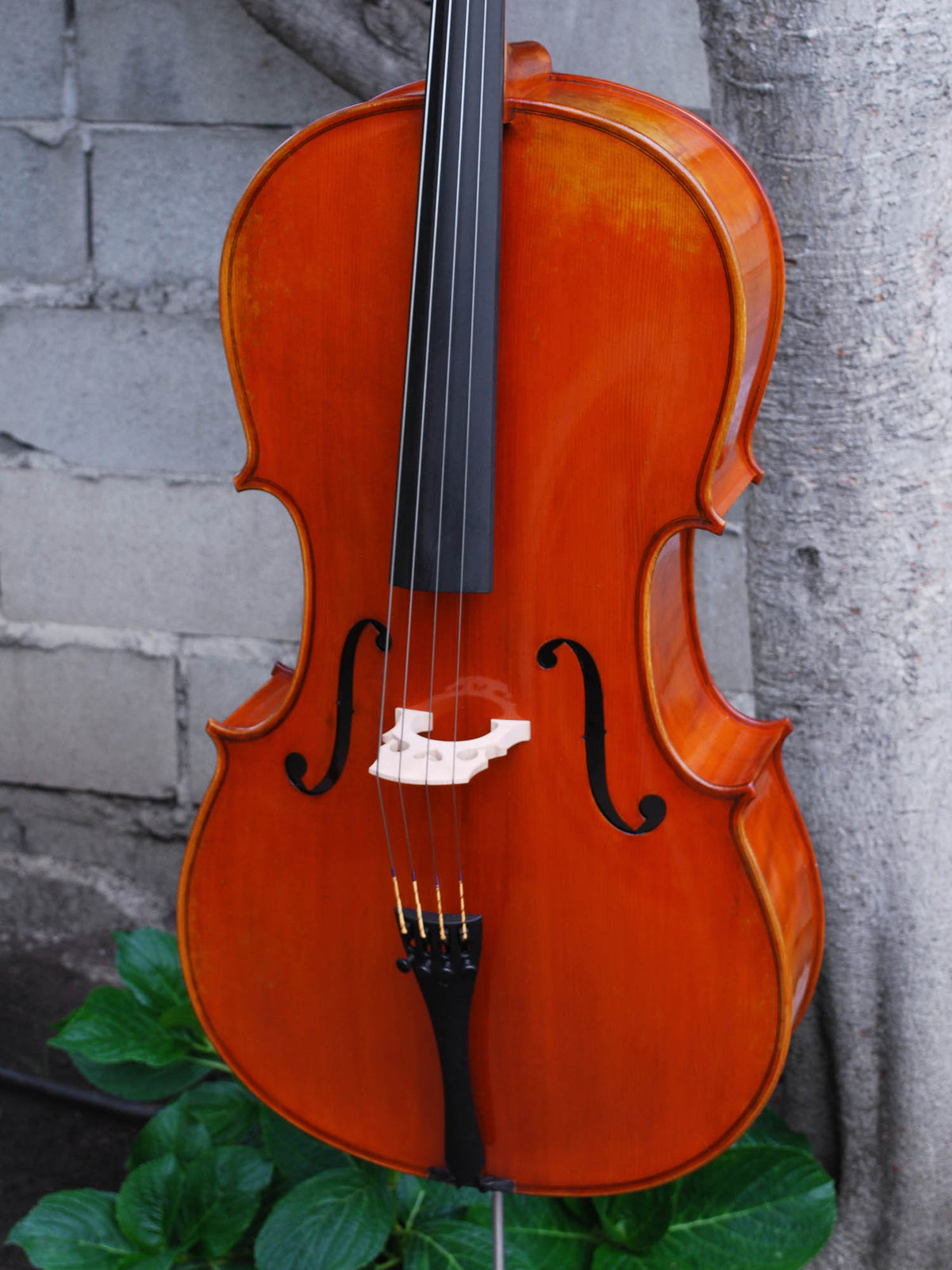 Eastman model 405 3/4 Cello