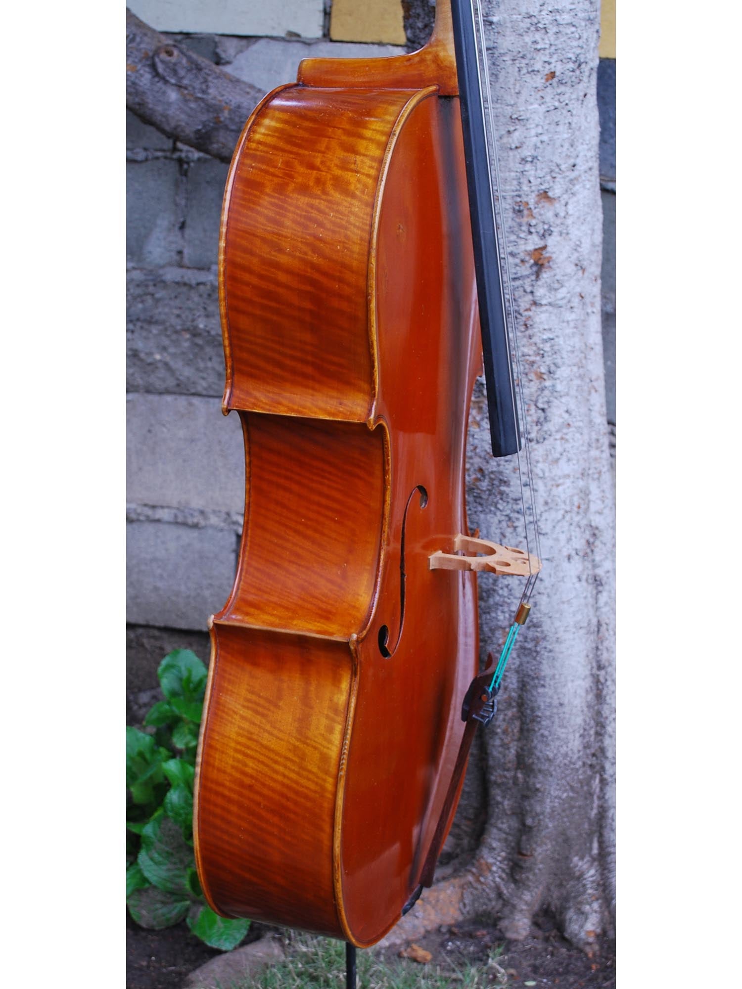 Galileo Arcellaschi 1960 4/4 Cello