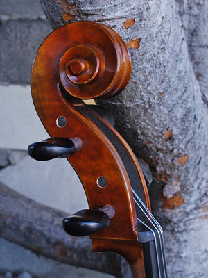 Vivo Eurowoods 7/8 Cello