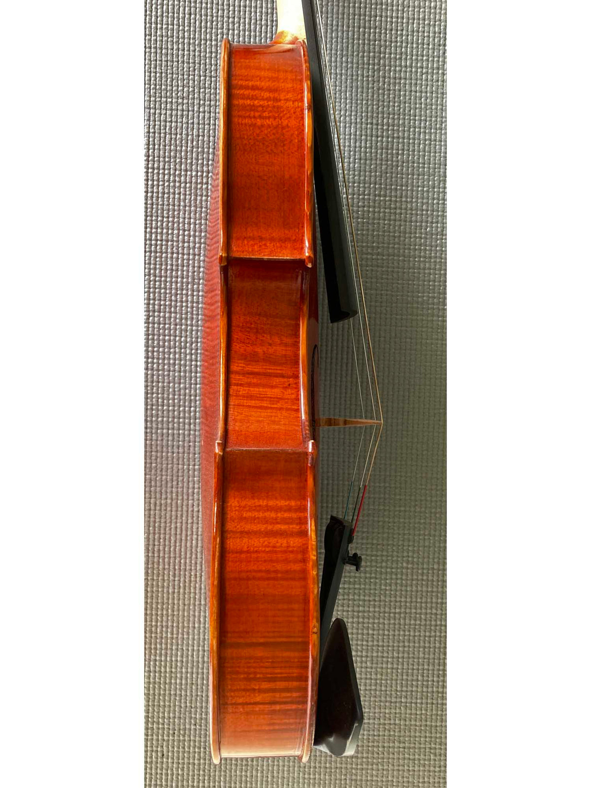 Regh 500 15 1/2" Viola